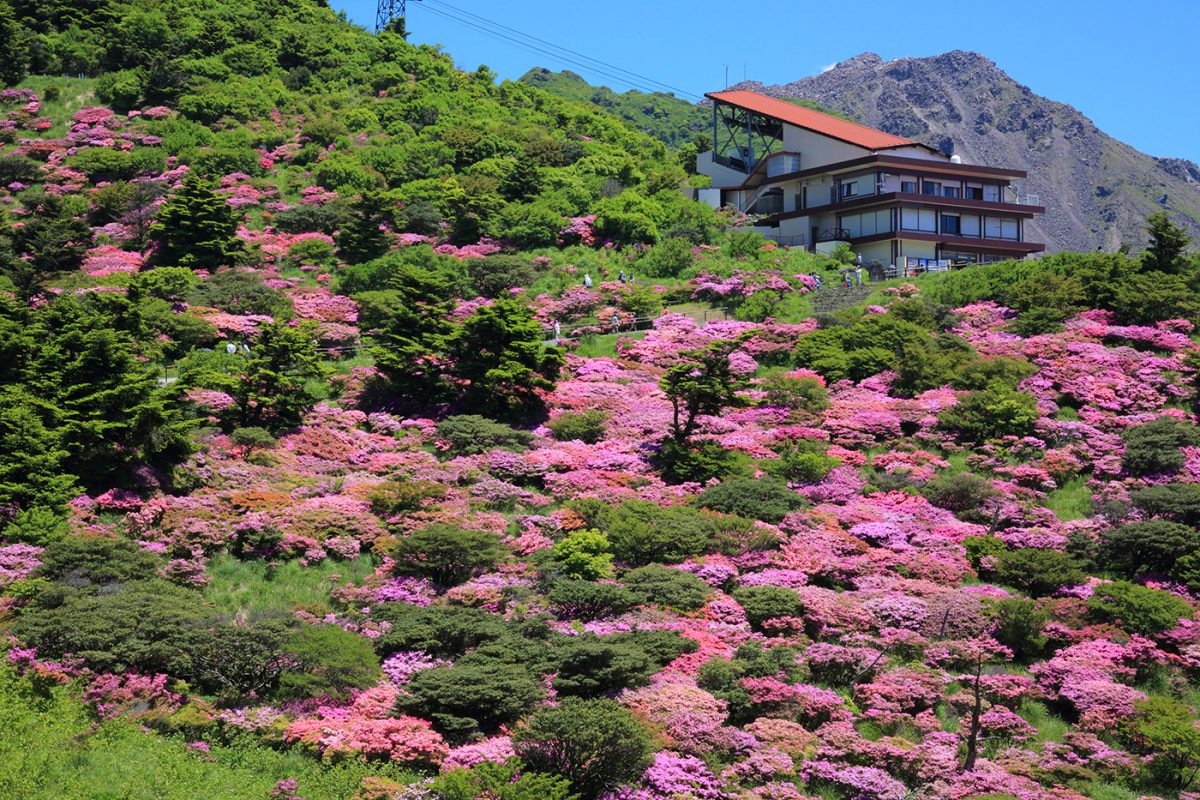 「ウンゼンツツジ」ともいわれるミヤマキリシマが山肌を彩る春（雲仙観光局提供）